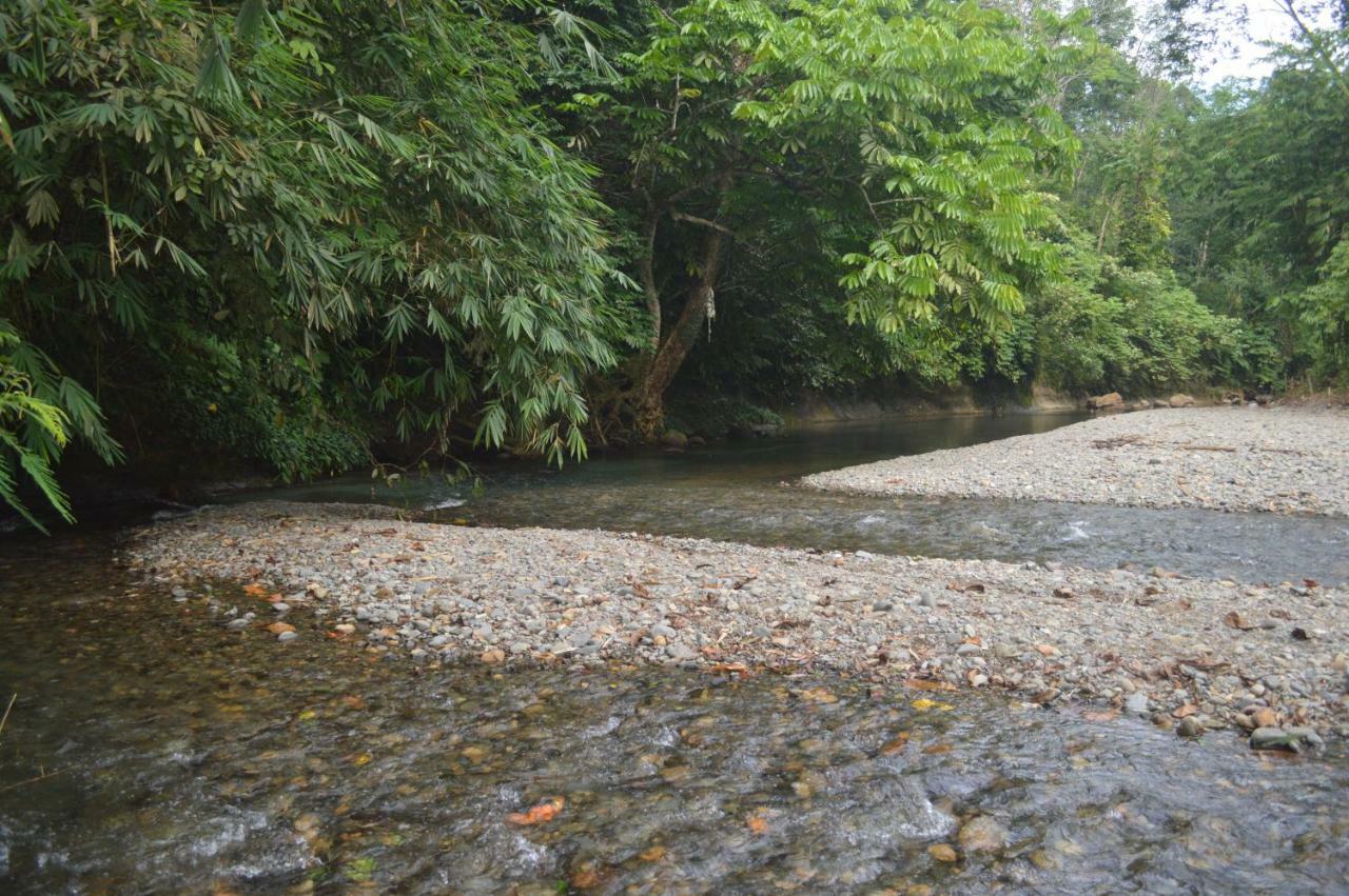 Landak River Guest House Only Trekking With Us ブキットラワン エクステリア 写真