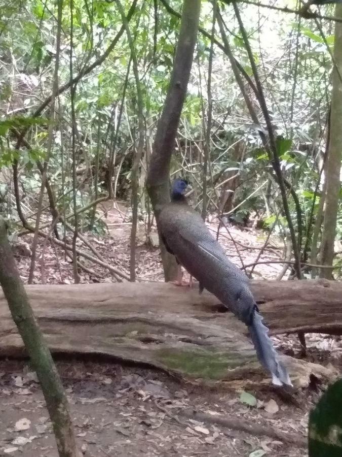 Landak River Guest House Only Trekking With Us ブキットラワン エクステリア 写真